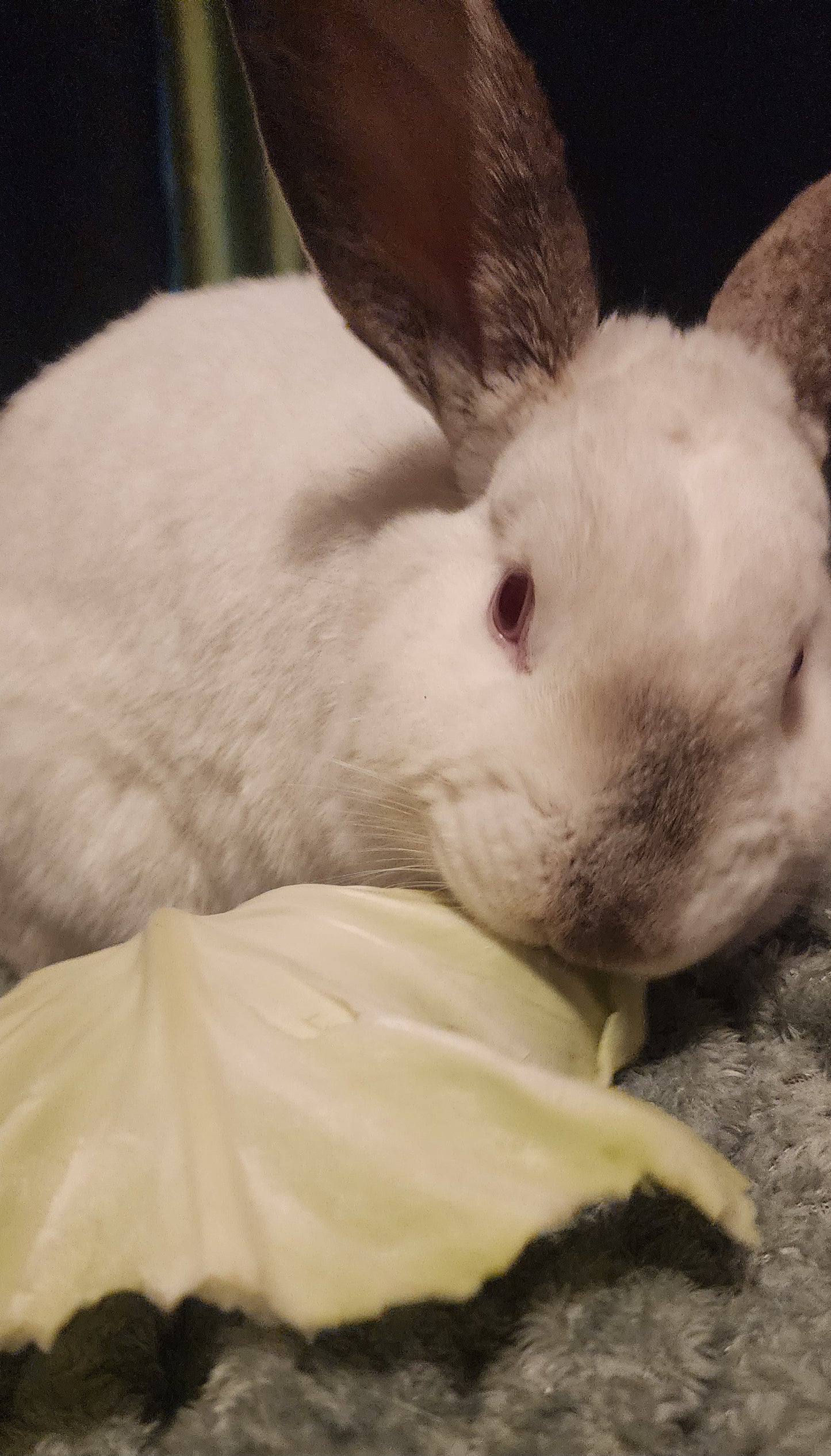 Bunbuns Ate My Candle